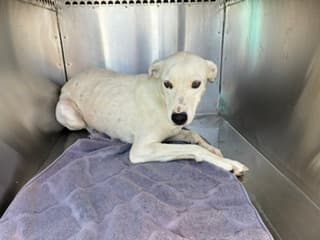 Butterfly, a Labrador Retriever (mix breed), available for adoption