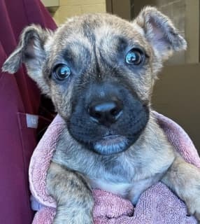Ferrero Rocher, a Pit Bull Terrier (mix breed), available for adoption