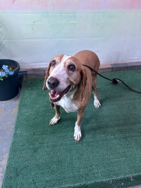 Gia, a Beagle, available for adoption