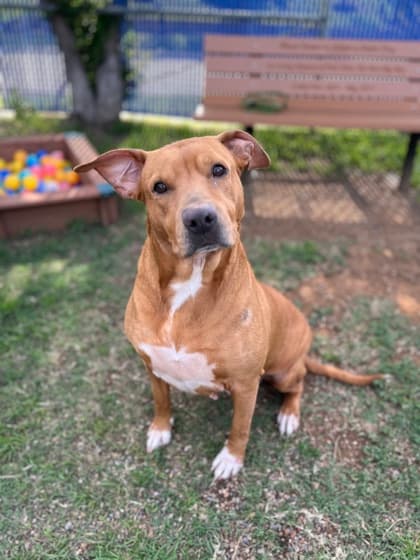 Omega, a Pit Bull Terrier, available for adoption