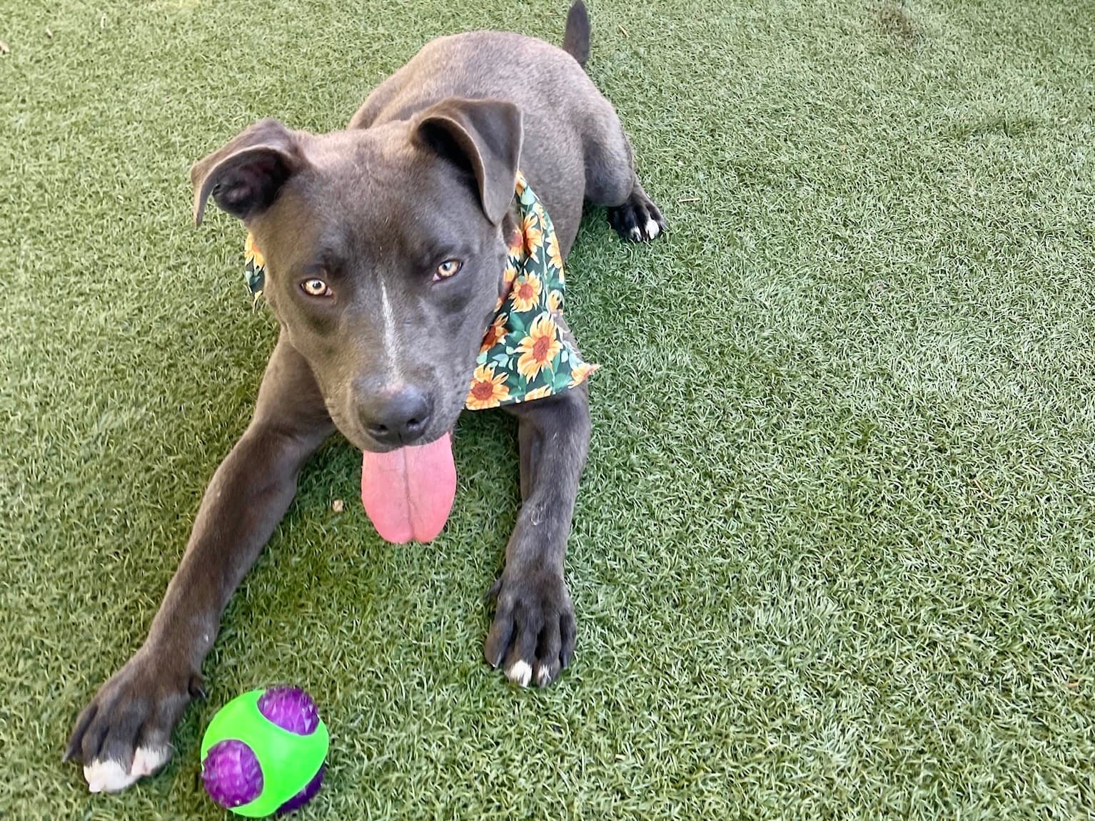 Baloo, a Labrador Retriever, available for adoption