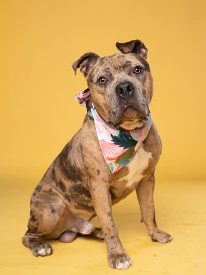 Frasier4, a American Bulldog, available for adoption