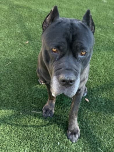 Simon, a Cane Corso Mastiff, available for adoption