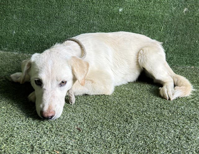 Harrison, a Labrador Retriever, available for adoption