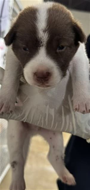 A034603, a Terrier, available for adoption