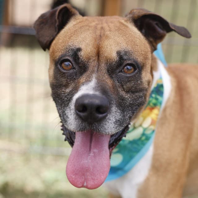 Louie, a Boxer (mix breed), available for adoption