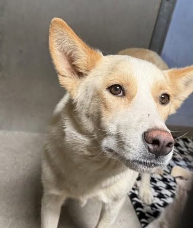 Dana, a German Shepherd (mix breed), available for adoption