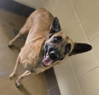 Barbie, a Belgian Shepherd Malinois (mix breed), available for adoption