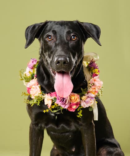 Spring Squire, a Black Labrador Retriever, available for adoption