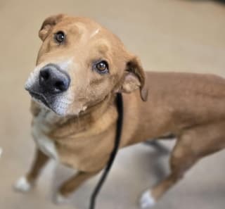 Charlie, a Labrador Retriever (mix breed), available for adoption