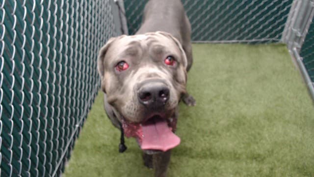 Loki, a Cane Corso Mastiff, available for adoption