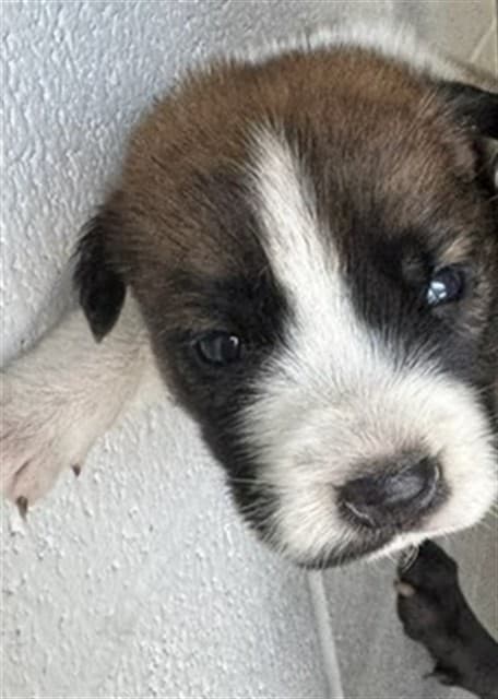 A034599, a Terrier, available for adoption