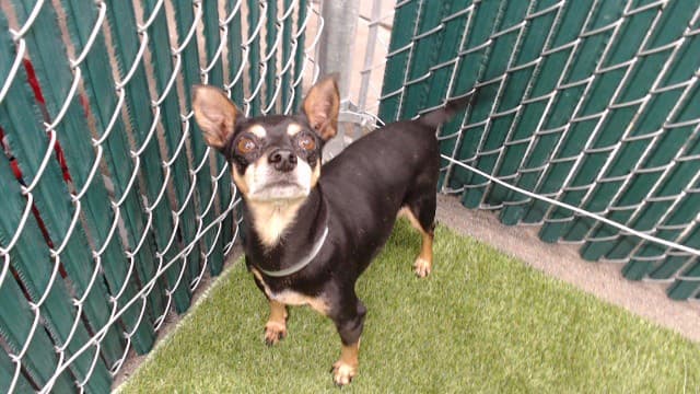 Esmeralda, a Miniature Pinscher, available for adoption