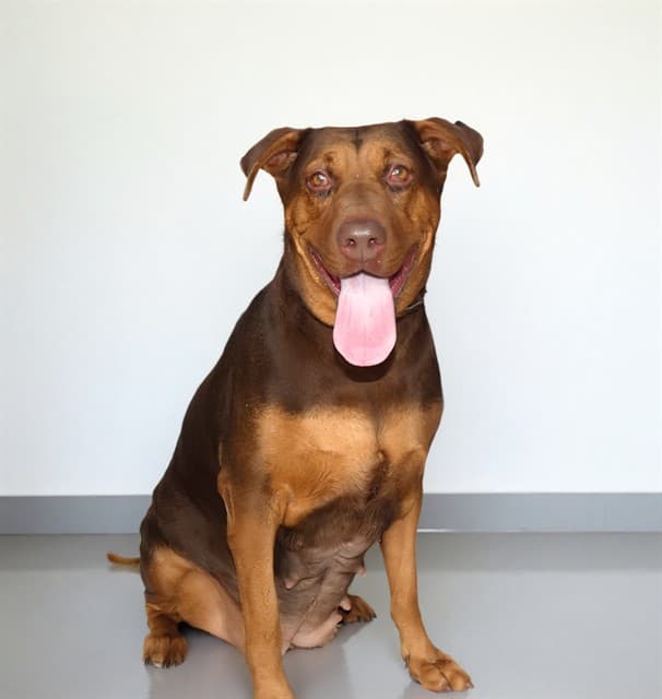 Barbarella, a Doberman Pinscher, available for adoption