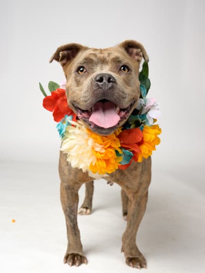 Dee4, a Pit Bull Terrier, available for adoption