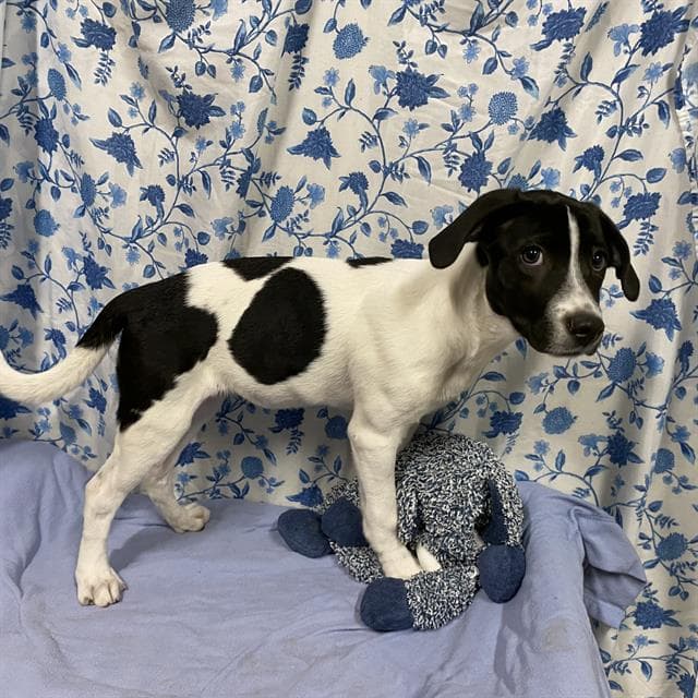 Chive, a American Staffordshire Terrier, available for adoption