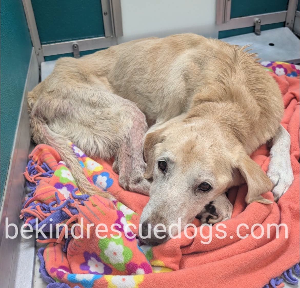 A478192, a German Shepherd, available for adoption