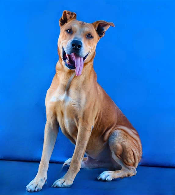 Goopi, a German Shepherd, available for adoption