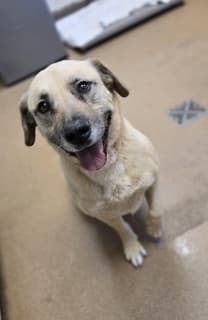 Lucy, a Shepherd (mix breed), available for adoption