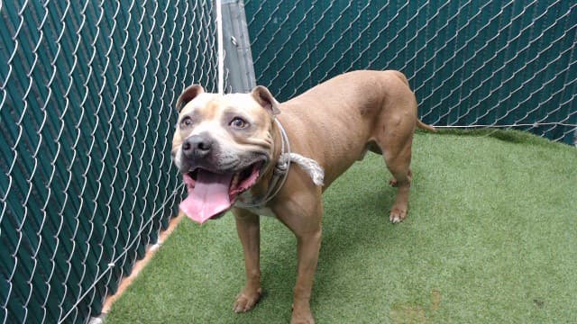 Bronze, a Pit Bull Terrier, available for adoption