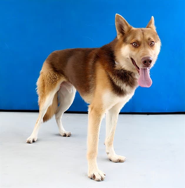 Oso, a German Shepherd, available for adoption