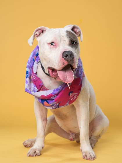 Jack4, a Terrier, available for adoption