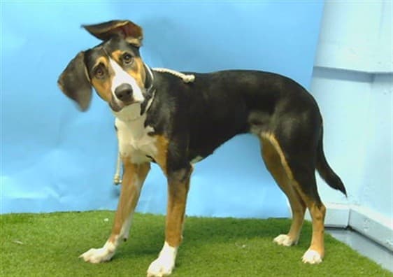 A5789851, a Beagle, available for adoption