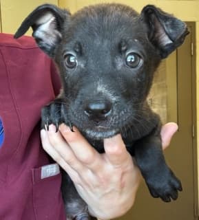 Hershey, a Pit Bull Terrier (mix breed), available for adoption