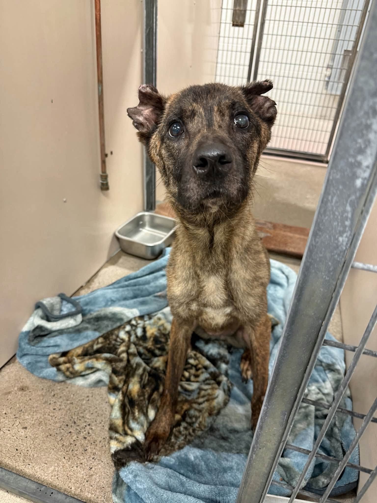 Lassie, a Hound, available for adoption