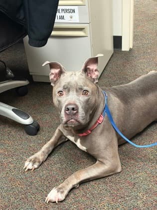 Sleepy Jean, a Pit Bull Terrier, available for adoption