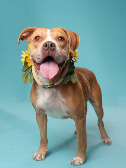 Marge, a Terrier, available for adoption