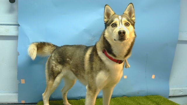 Jasper, a Siberian Husky, available for adoption