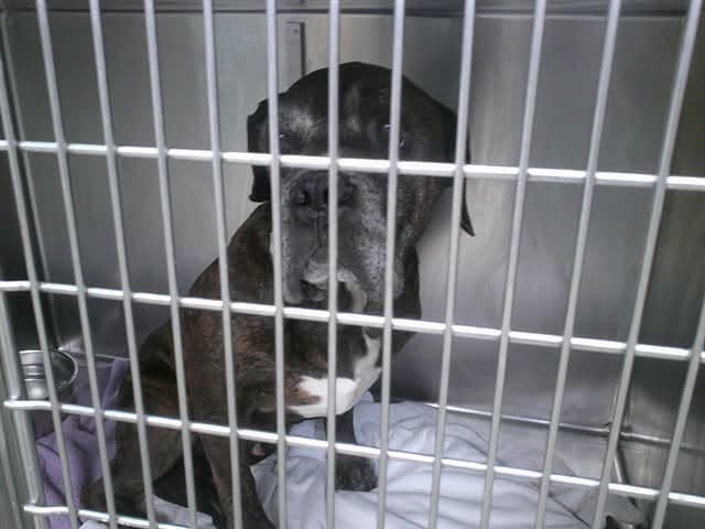 A477716, a Mastiff, available for adoption