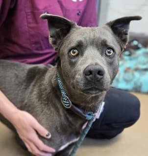 Themla, a Pit Bull Terrier (mix breed), available for adoption