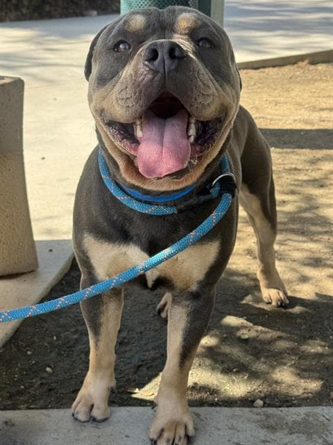 Ox, a Pit Bull Terrier, available for adoption
