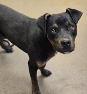 Raven, a Pit Bull Terrier (mix breed), available for adoption