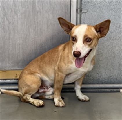 Buster, a Chihuahua, available for adoption