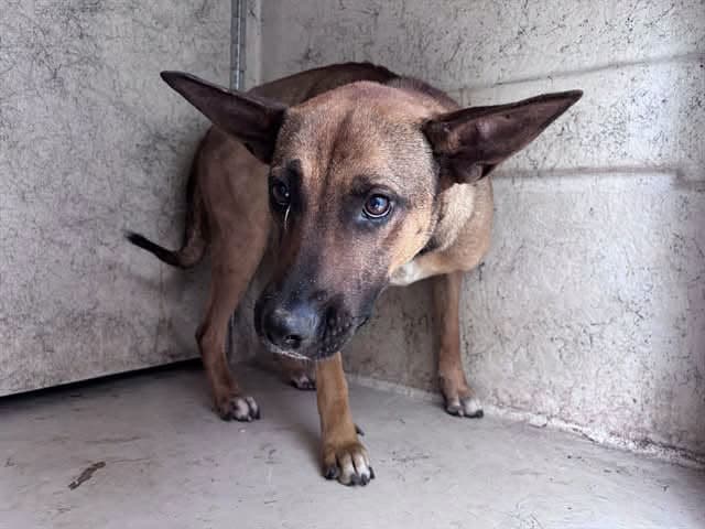 A477747, a Belgian Shepherd Malinois, available for adoption