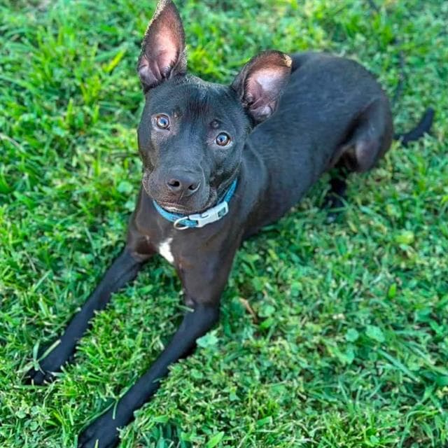 Blackie, a Staffordshire Bull Terrier, available for adoption