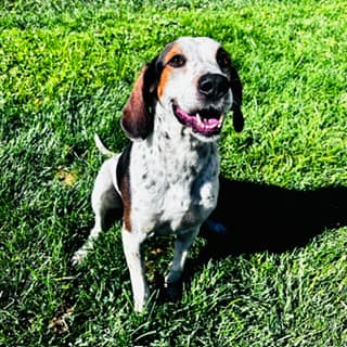 Shia, a Treeing Walker Coonhound, available for adoption
