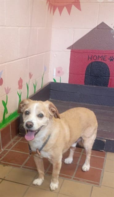 Kuma, a Terrier, available for adoption
