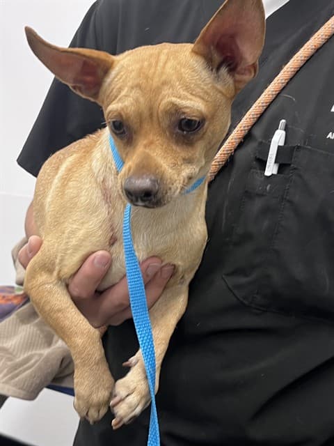 Herb, a Chihuahua, available for adoption