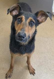 Betsy, a Doberman Pinscher, available for adoption