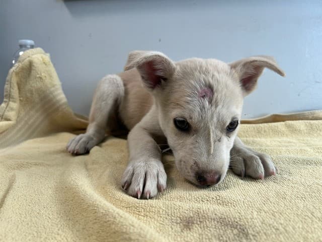 Tartar Sauce, a Husky, available for adoption