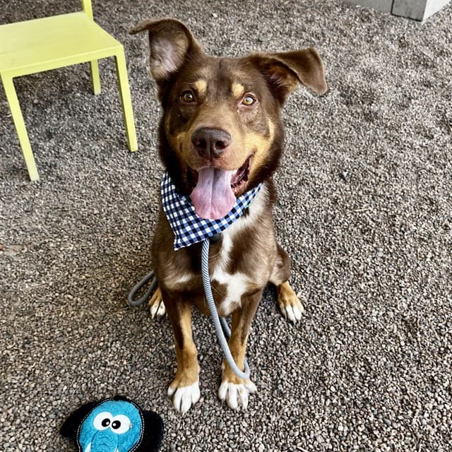 Wiley, a Labrador Retriever (mix breed), available for adoption