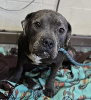 Misty, a Pit Bull Terrier, available for adoption