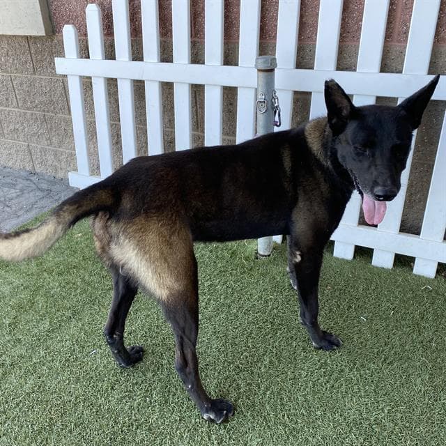 Rocky V, a Belgian Shepherd Malinois, available for adoption