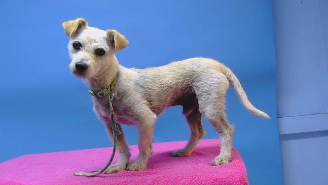 A5789425, a Terrier, available for adoption