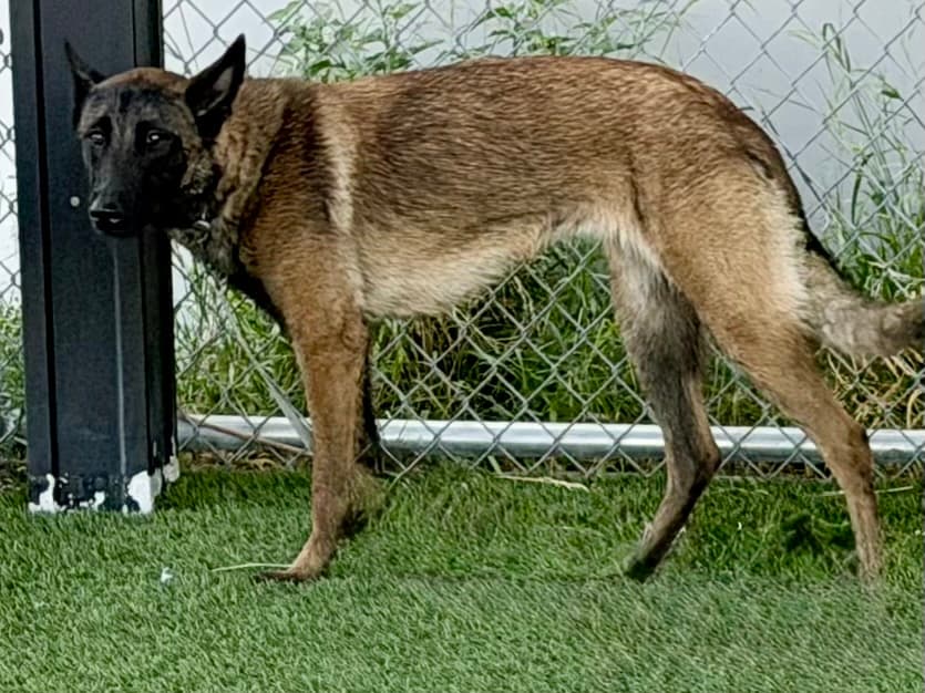Eline, a Belgian Shepherd Malinois, available for adoption