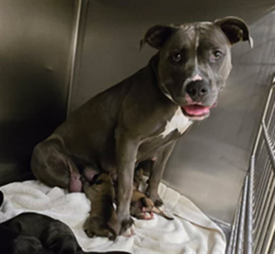 Beach, a Pit Bull Terrier, available for adoption